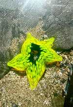 Load image into Gallery viewer, Handcrafted Sea Star Starfish
